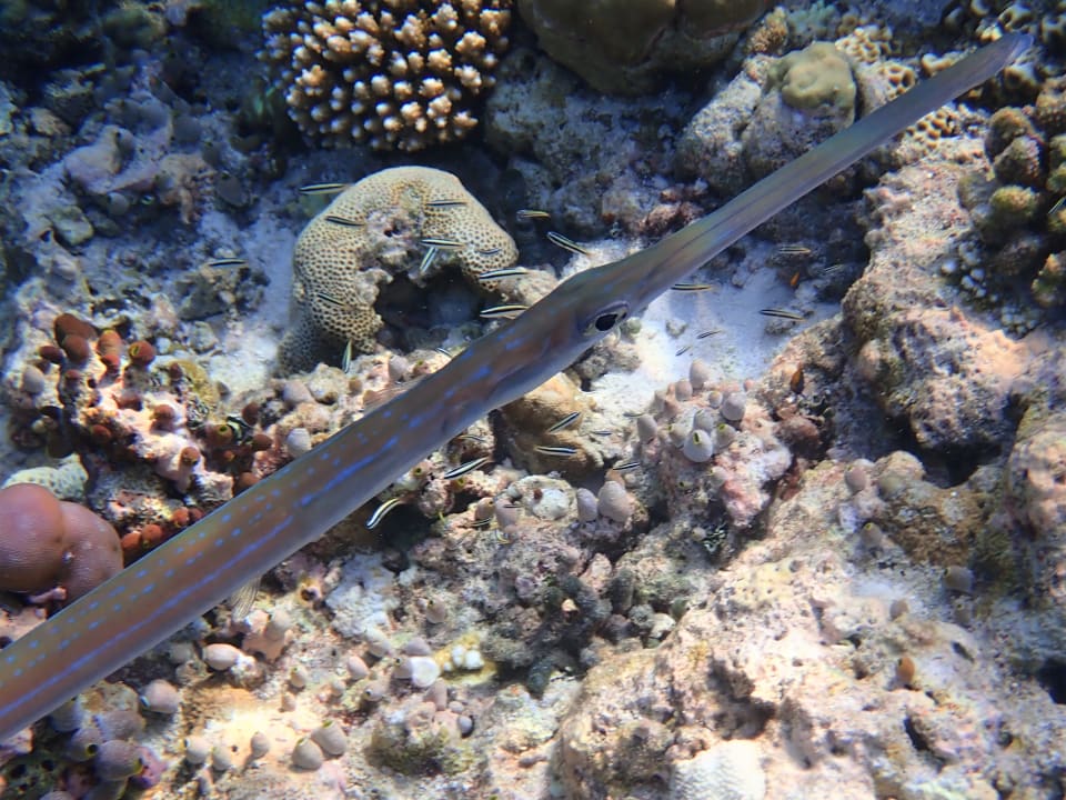 Sport & Freizeit Filitheyo Island Resort