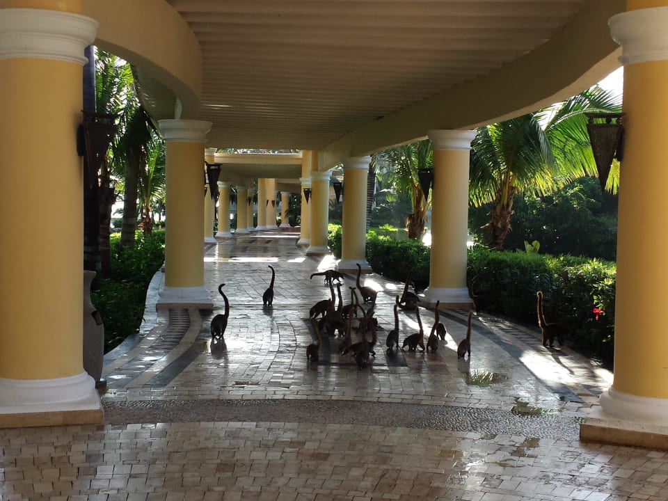 Diese Bären treten in Scharen plötzlich auf JOIA Paraiso by Iberostar