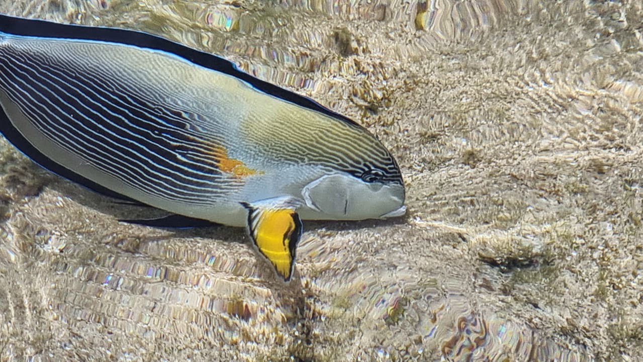 Strand Serenity Alpha Beach