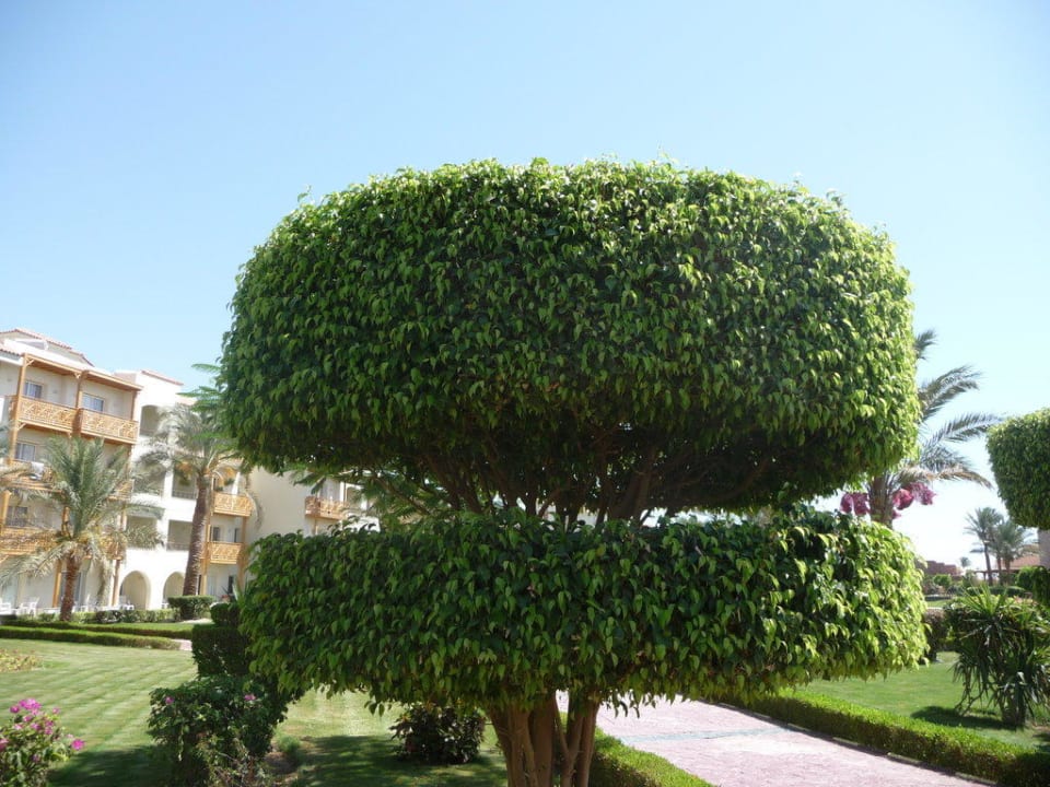 Gartenanlage Pickalbatros Dana Beach Resort - Hurghada