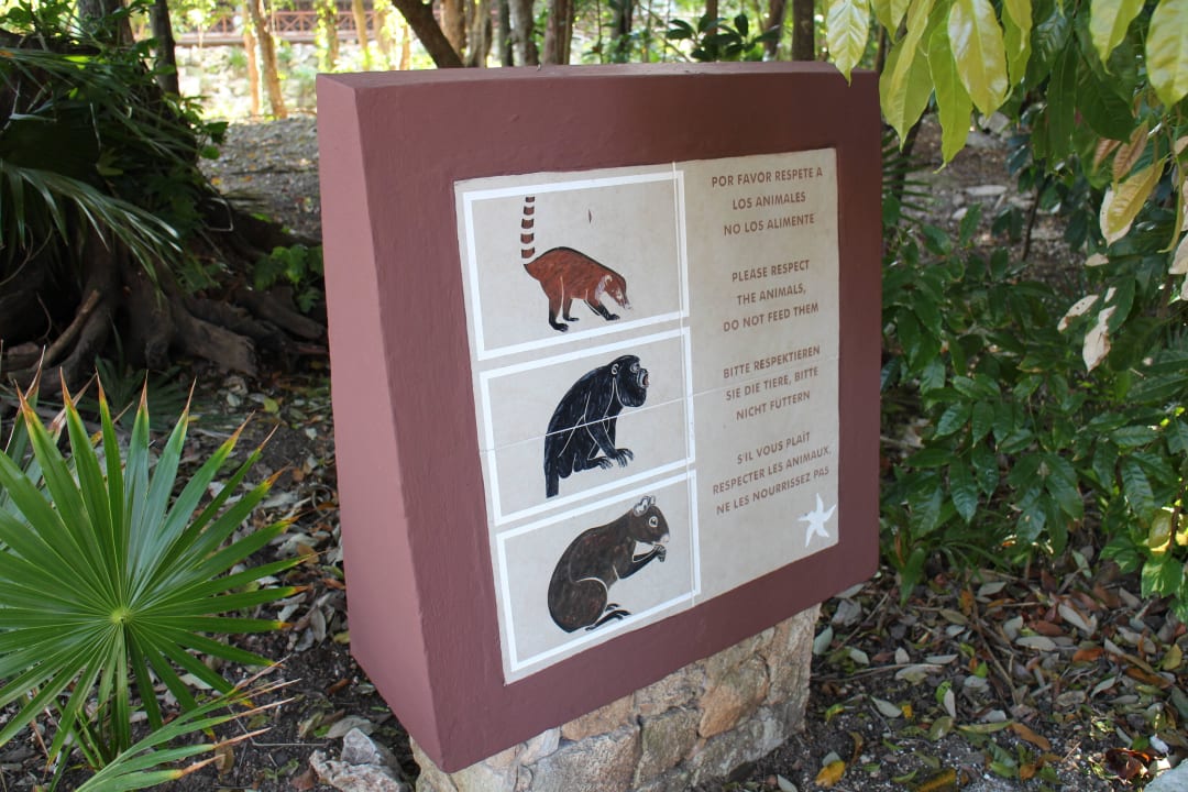 Nur 3 der vielen Tierchen Iberostar Waves Tucan