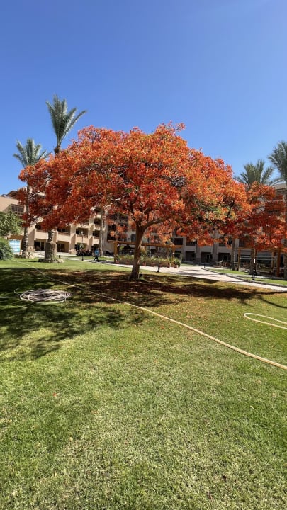 Gartenanlage Continental Hotel Hurghada