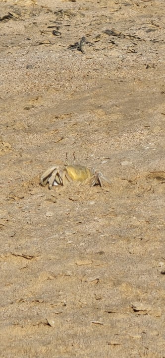 Strand Steigenberger Resort Ras Soma