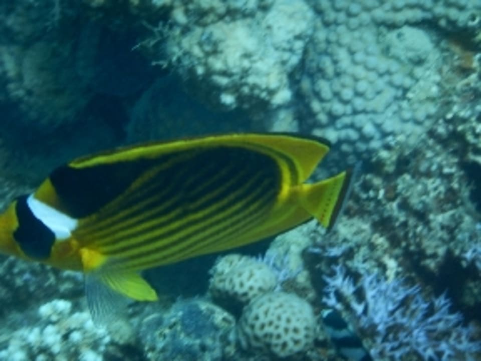 Sonstiges Shams Prestige Abu Soma-Adults Only