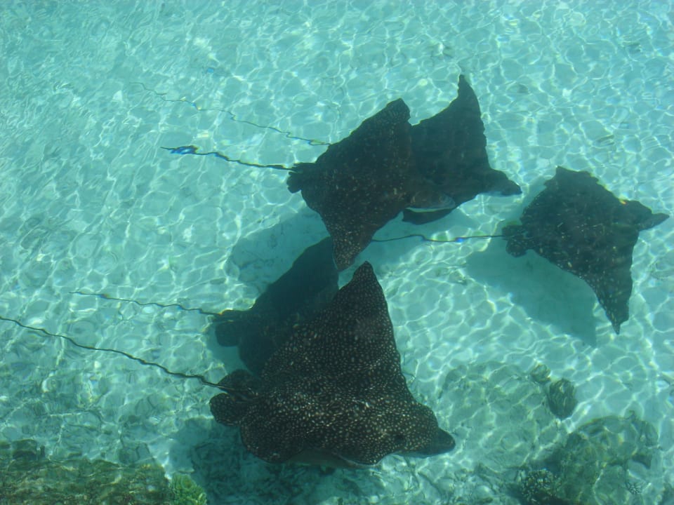 Adlerrochen am Steg Summer Island Maldives