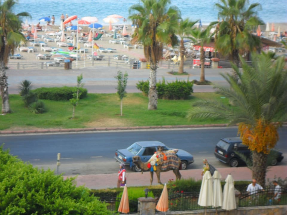 Kamel bei der Arbeit!! Hotel Kleopatra Dreams Beach