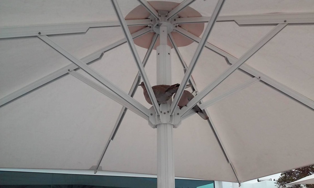 Tauben beim Frühstück LABRANDA Bahía de Lobos