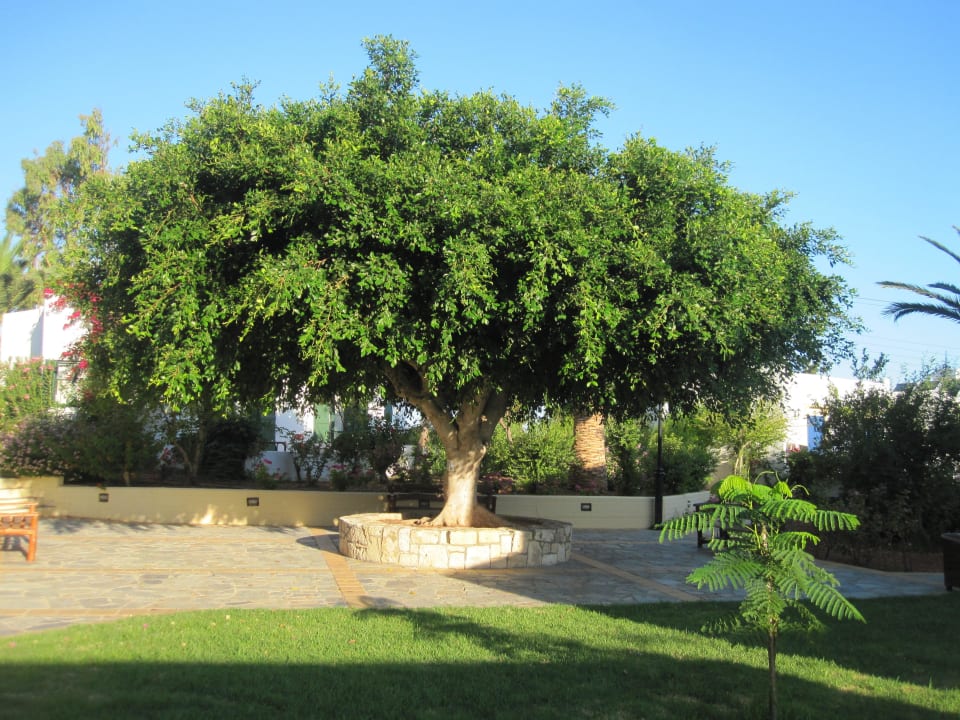 Feigenbaum TUI SUNEO Chrissi Amoudia