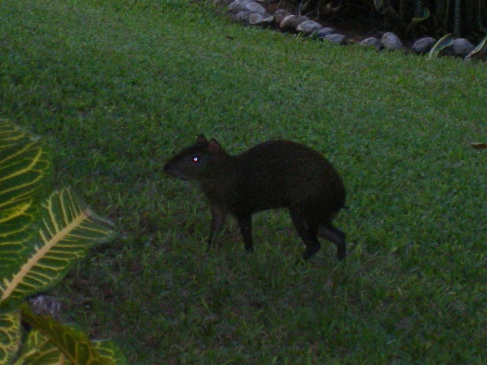 Agutis im Garten Hotel Riu Tequila