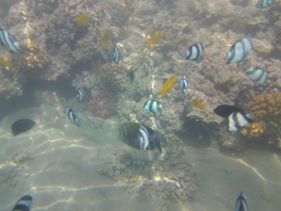 Strand Cleopatra Luxury Resort Makadi Bay