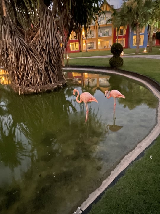 Gartenanlage Caribe Deluxe Princess