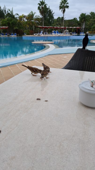 Gastro Blau varadero - Adults only