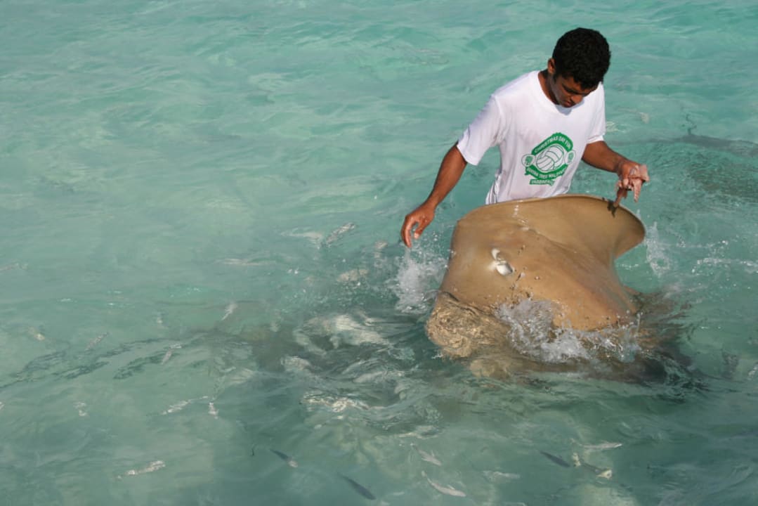 Banyan Tree, Vabbinfaru, Stachelrochenfütterung Banyan Tree Vabbinfaru