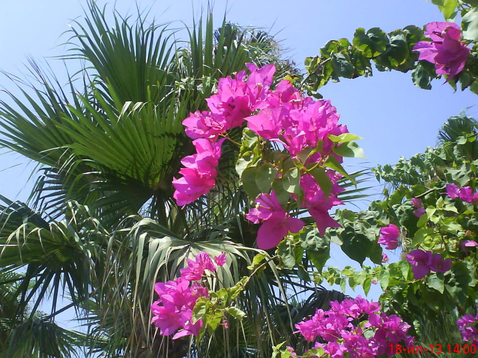 MC Park Resort Hotel & Spa  MC Beach Park Resort Hotel