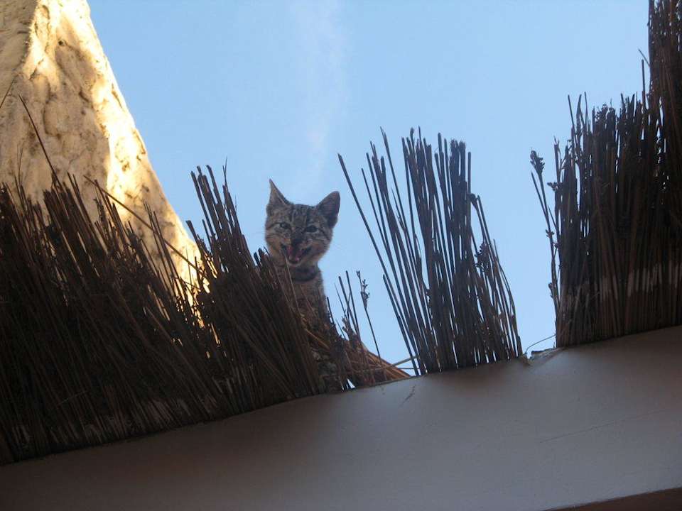 Котики Pickalbatros Alf Leila Wa Leila Resort - Neverland Hurghada