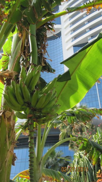 Eigene Bananenplantage Hotel Le Meridien Al Aqah Beach Resort