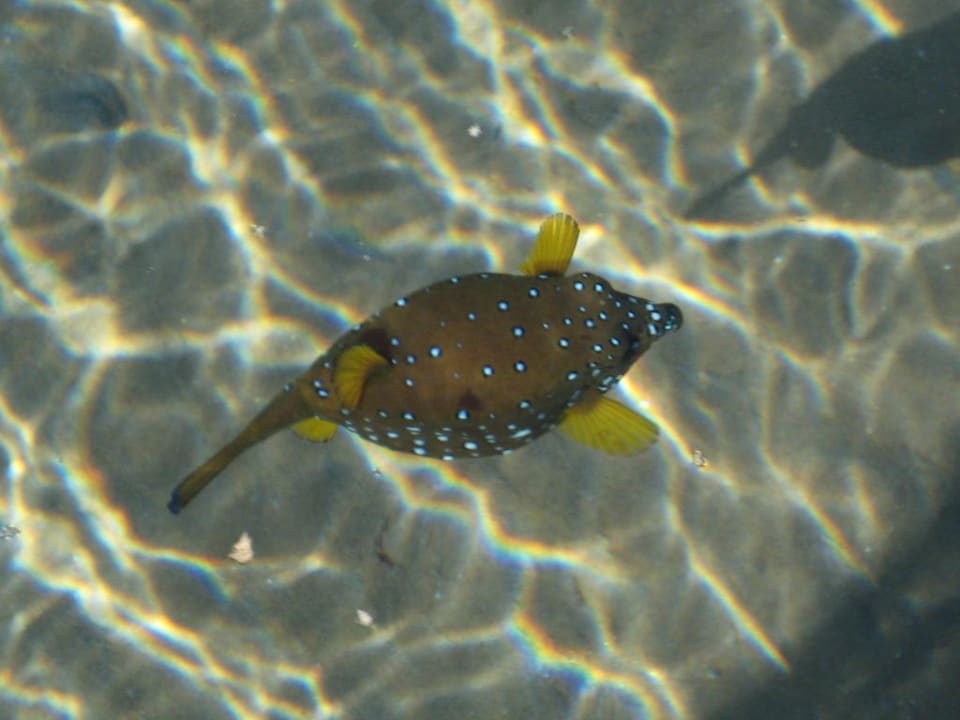 Kugelfisch vom Steg aus aufgenommen Pickalbatros Palace Resort