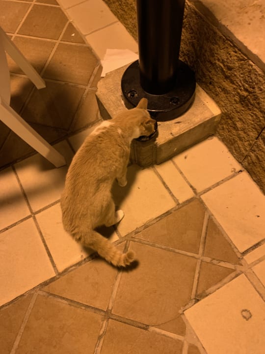 Gartenanlage Hotel Riu Oliva Beach - Hotel