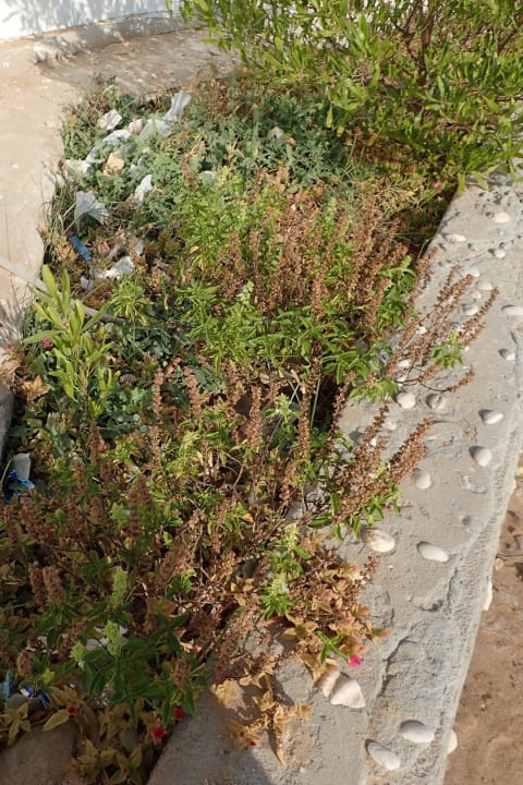 Müll Hotel Coral Garden