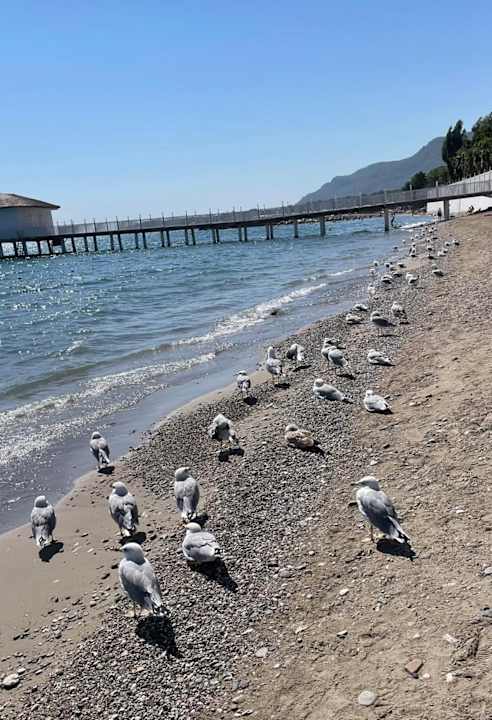 Strand TUI MAGIC LIFE Beldibi +16
