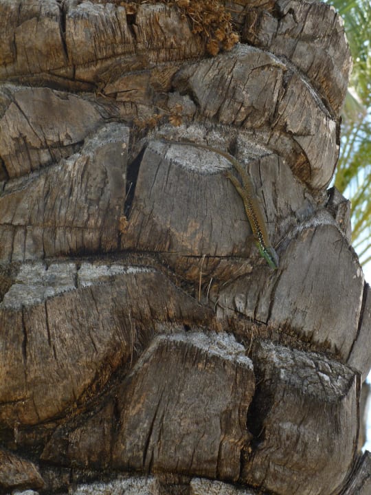 Finden Sie die Eidechse. Royal Wings Hotel