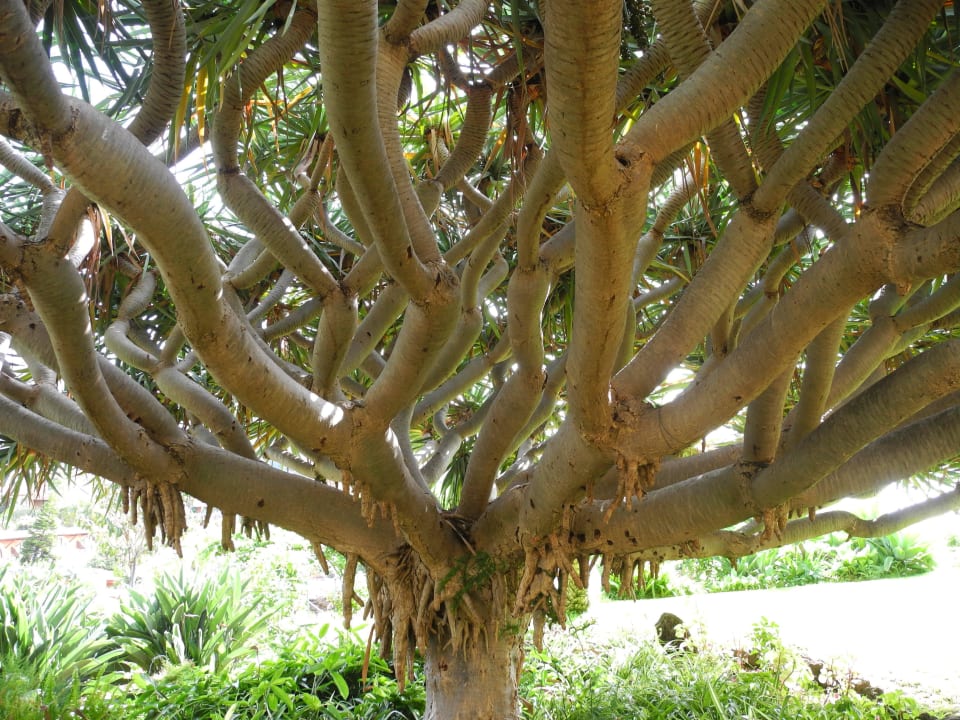 Yukkapalme Hotel Quinta Splendida Wellness & Botanical Garden