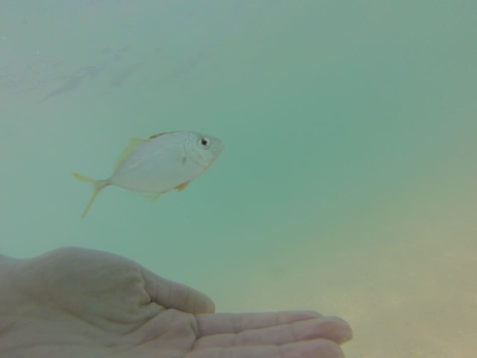 Mein fischiger Freund Senator Puerto Plata Hotel