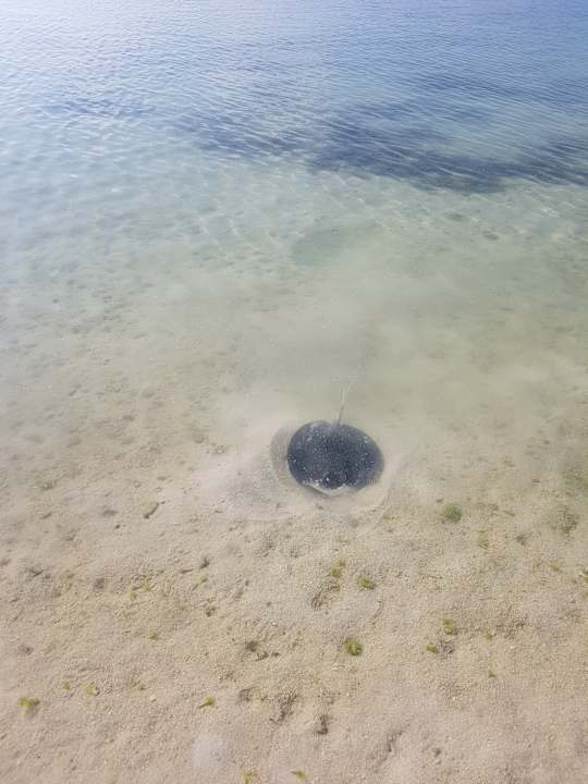 Viele kleine Rochen Kuredu Island Resort & Spa