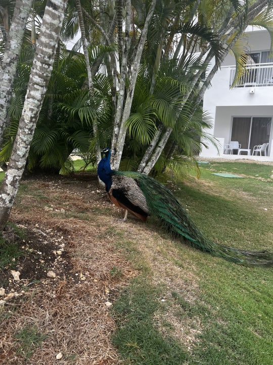 Gartenanlage Sunscape Dominicus La Romana