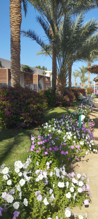 Gartenanlage Desert Rose