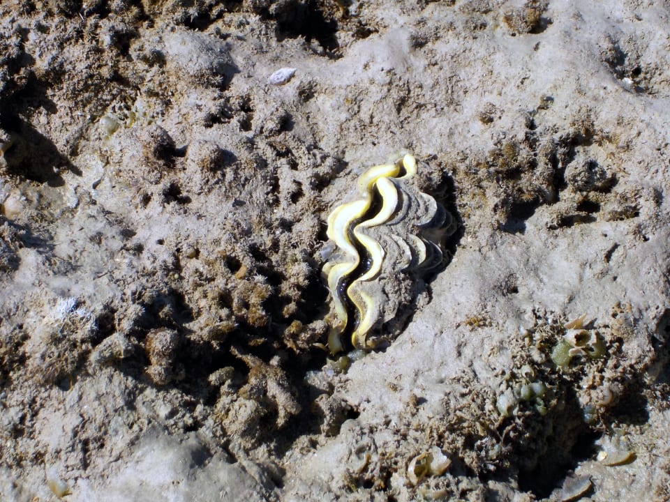 Strand Shams Prestige Abu Soma-Adults Only