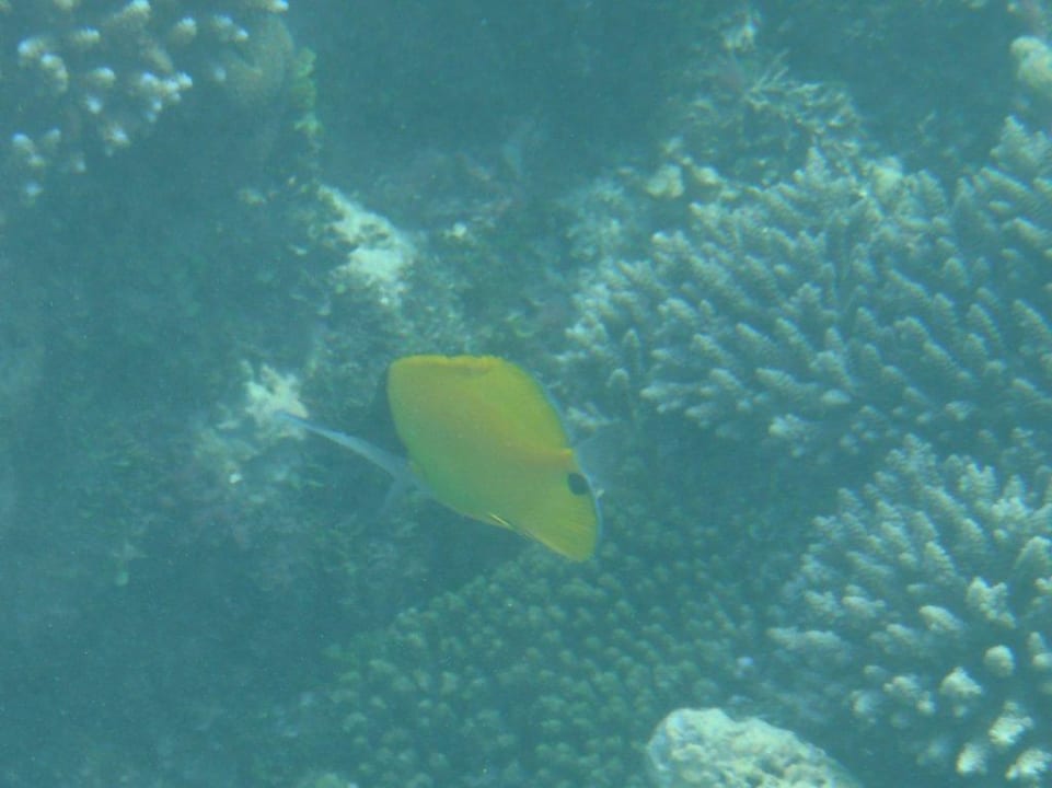 Unterwasserwelt Kuredu Island Resort & Spa