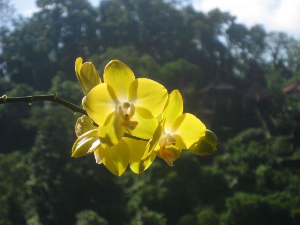 gelbe Schönheit Hanging Gardens of Bali