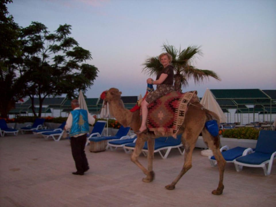 Hoch auf dem Kamel Ulusoy Kemer Holiday Club