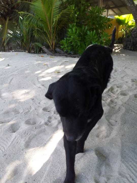 Blacky der Hotelhund Villa Dorado