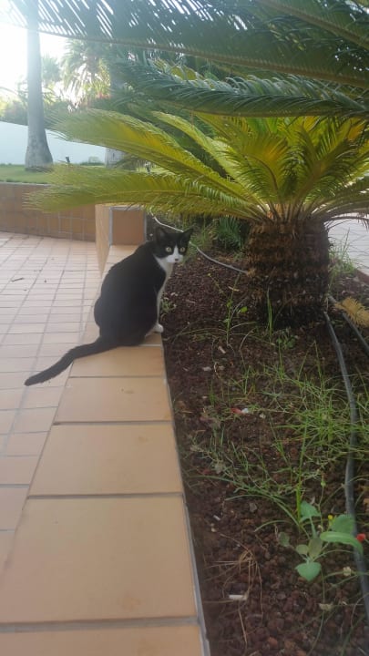 Hotelkätzchen - bitte gut behandeln! Sunprime Atlantic View