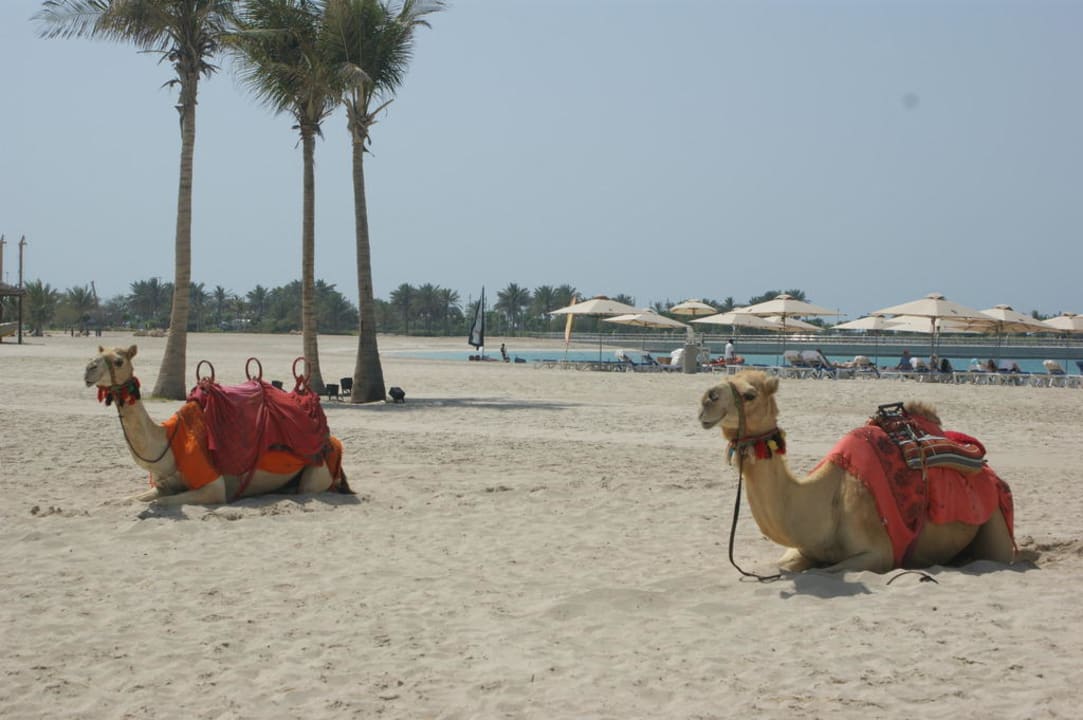 Kamele am Hotelstrand Emirates Palace Mandarin Oriental