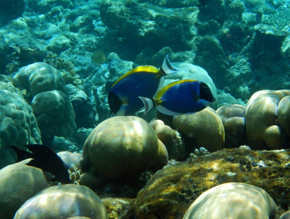 Dori  Cinnamon Hakuraa Huraa Maldives