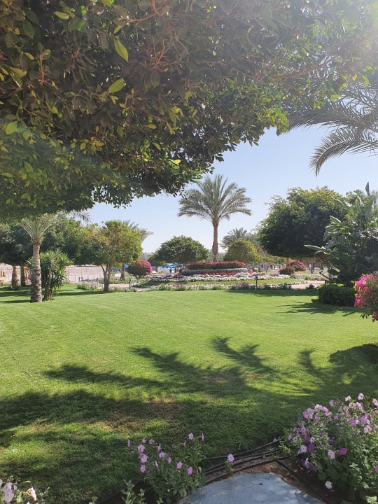 Gartenanlage Desert Rose