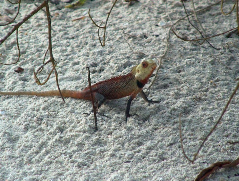 Mitbewohner der Insel NH Collection Maldives Reethi Resort