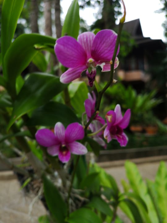 Gartenanlage Khao Lak Merlin Resort