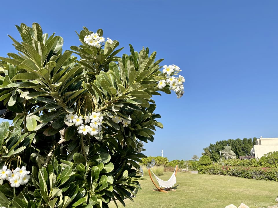Gartenanlage Park Hyatt Abu Dhabi Hotel and Villas