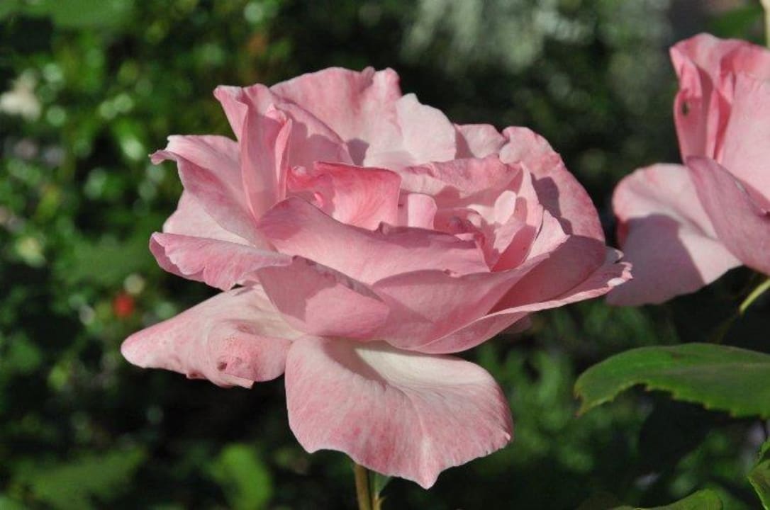 Rosenfreude Gästehaus Büchele