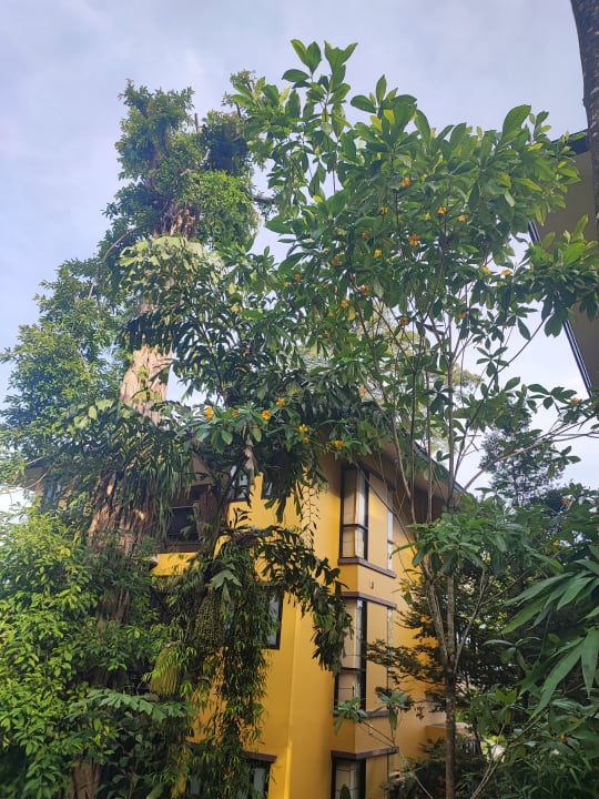 Außenansicht Moracea by Khao Lak Resort