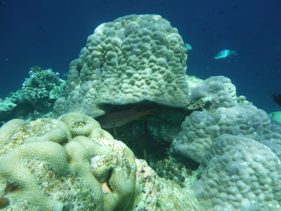 Sport & Freizeit aaaVeee Nature's Paradise