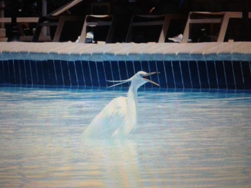 Lustige Besucher  Steigenberger ALDAU Beach Hotel