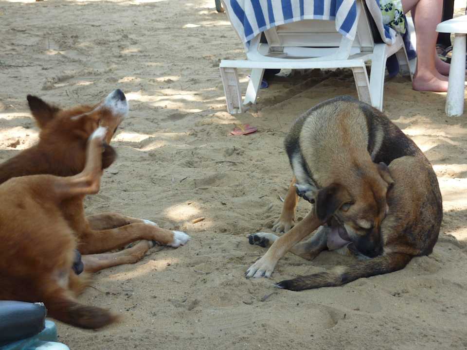Strand Hotel Golden Star Beach