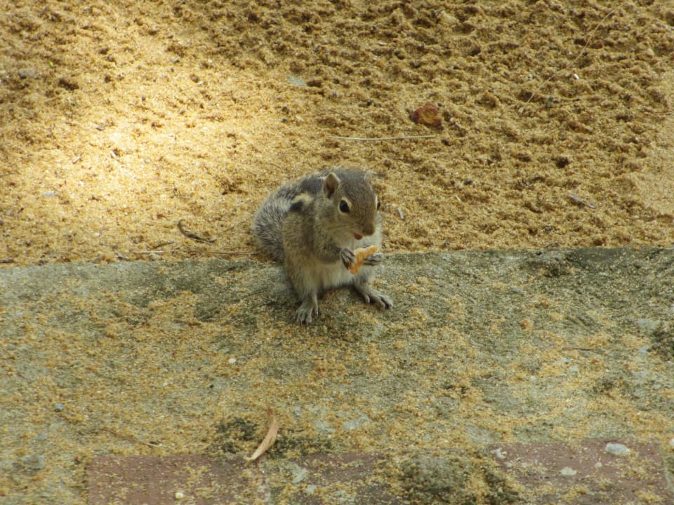 Hungrige Hörnchen Mermaid Hotel & Club