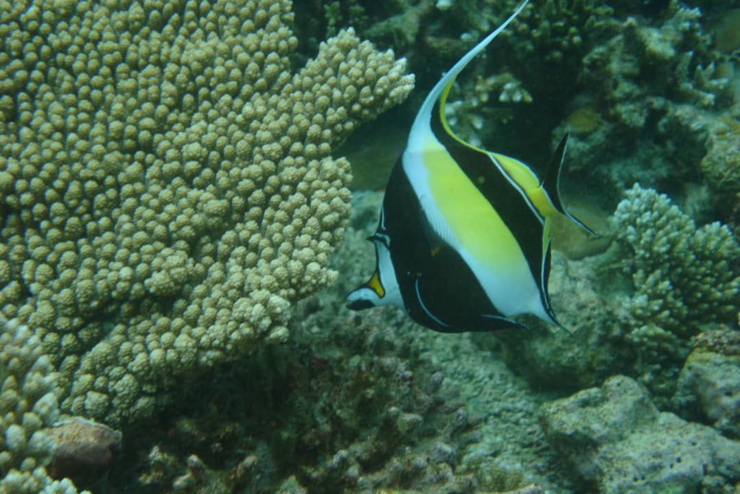 Wimpelfisch Eri Maldives