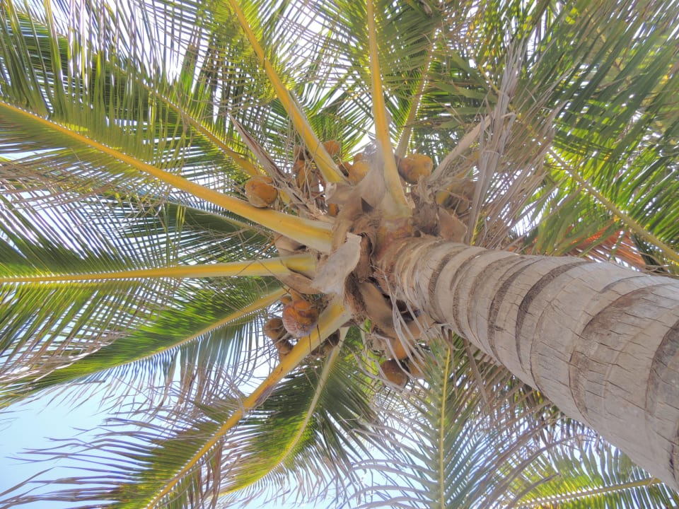 Excelente Meliá Península Varadero